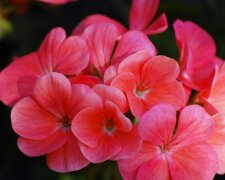 pelargonie @pexels