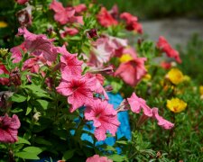 Te kwiaty rosną błyskawicznie i wypełnią ogród w kilka tygodni. Wystarczy wysiać je wiosną