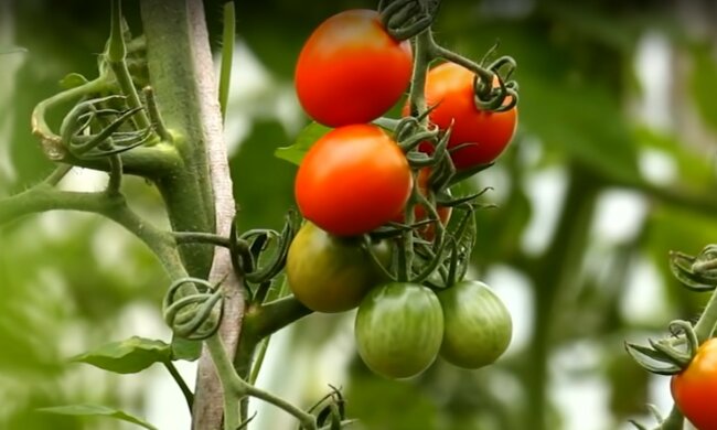 Pomidory/YT @Epic Gardening