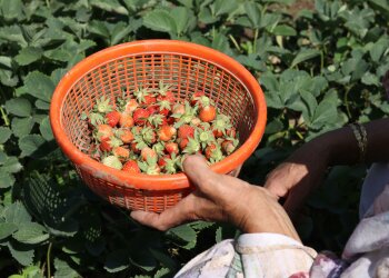 Podlej tym truskawki, a owoce będą większe i słodsze. Domowa odżywka za grosze