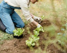 Z życia wzięte. "Moja mama każdej jesieni mówi, że ma dość działki": Wiosną wraca tam jak gdyby nigdy nic, a ja mam już tego serdecznie dosyć