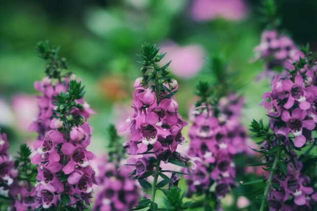 angelonia @pexels