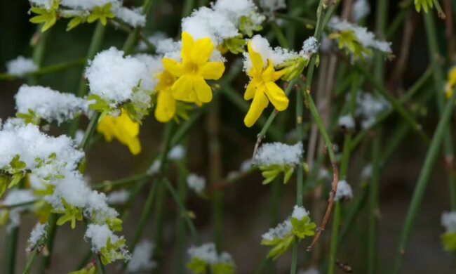 Odporne na mrozy, źródło: YouTube/ PlantDo Home & Garden