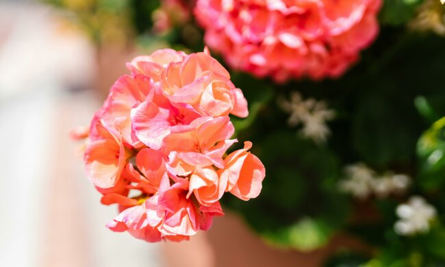pelargonii @pexels