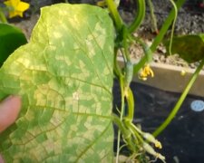 Żółte liście ogórków, źródło: YouTube/ Amazing garden