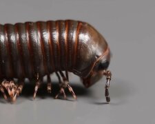 krocionogi, screen Youtube @VenomousArt.jpg