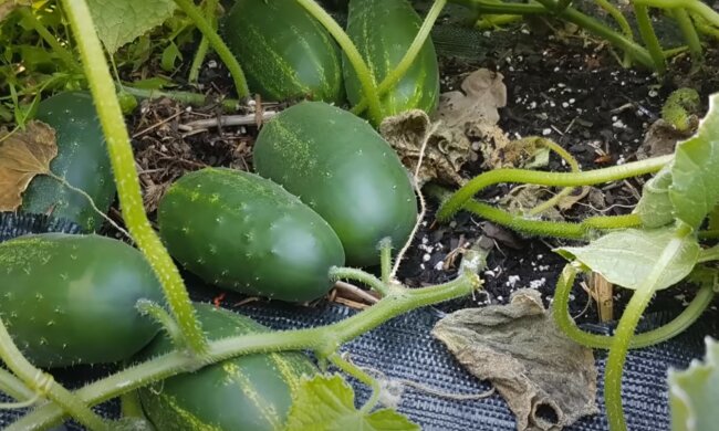 źródło: YouTube/infouprawa