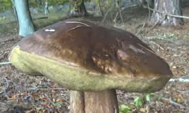 Grzybiarz znalazł olbrzymiego Prawdziwka. Rozmiary grzyba robią wrażenie