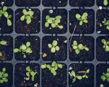 Domowa odżywka do pomidorów. Ten prosty trik wzmacnia sadzonki już na starcie