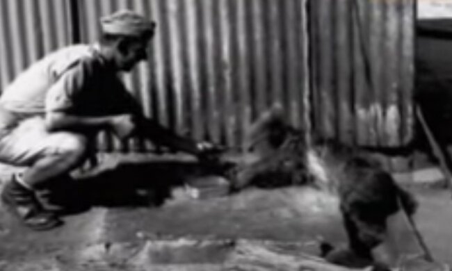 Niezwykły futrzany bohater pomógł polskim żołnierzom. Przecierał im szlaki, nosił ciężary i pocieszał w najtrudniejszych chwilach