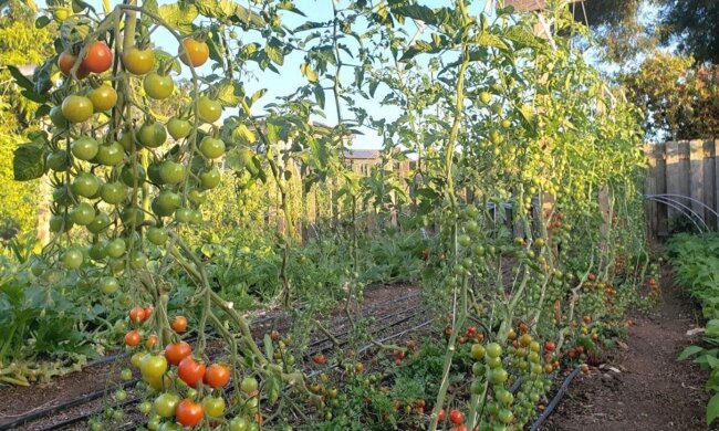 Ogród/YT @Nature's Always Right