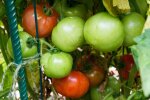 Pomidory/YT @California Gardening