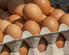 GIS ostrzega przed jedzeniem jajek tej popularnej marki. W wielu partiach wykryto salmonellę