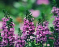 angelonia @pexels
