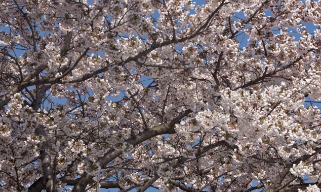 Zrób to przed kwietniem, inaczej stracisz plony. Ważny zabieg w ogrodzie