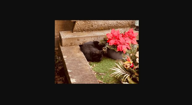 Na jednym z nagrobków codziennie widywany jest czarny kot/ Screen za: Lelum.pl