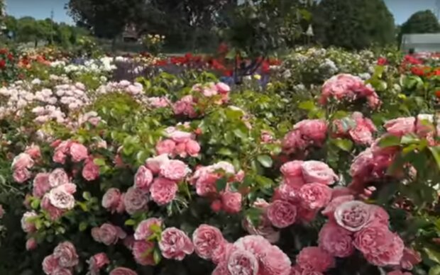 Róże/YouTube @RozeOgrodowe.pl - najlepsze róże do Twojego ogrodu