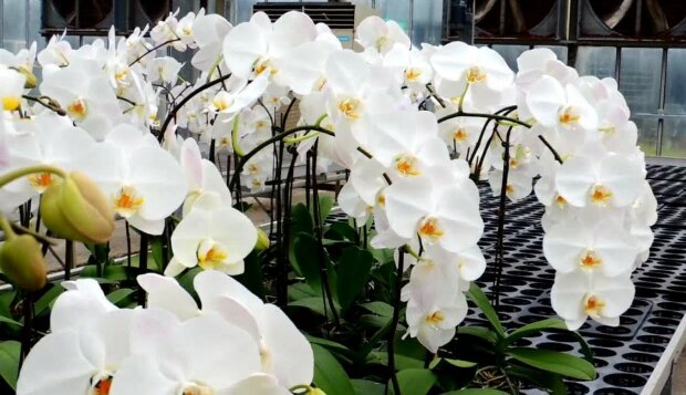 Storczyki/Youtube @Sam's Orchids