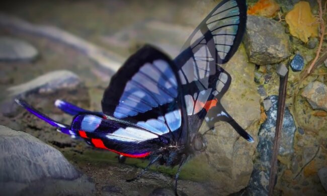 Motyl /YouTube: 4 Ever Green