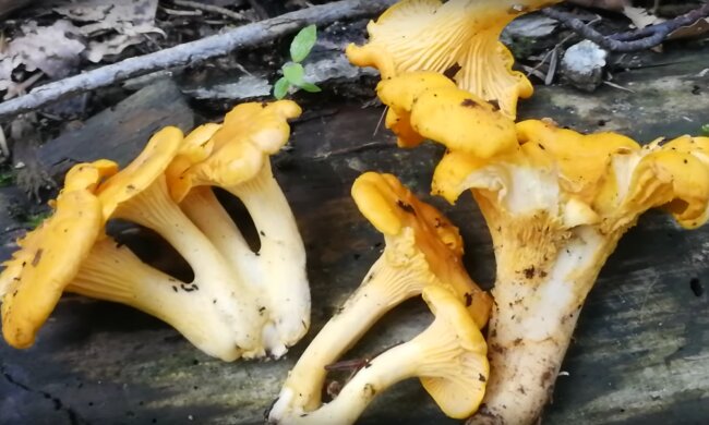 Kurki/YT @Łukasz Łuczaj - Rośliny Jadalne i Dziki Ogród