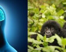Czy goryle są mądrzejsze od przodka człowieka? Najnowsze badania naukowców dowodzą