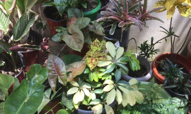 Rosliny doniczkowe/YT @Joy of Gardening