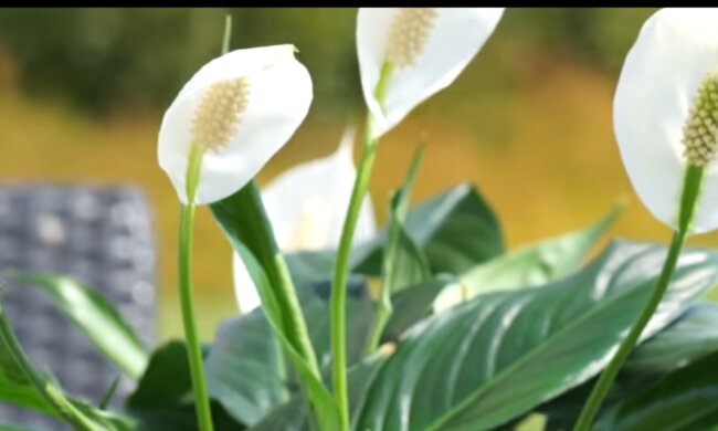 Skrzydłokwiat/YouTube @ogród na co dzień