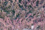 wrzosy @pexels