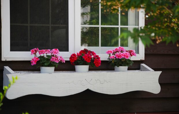 Pelargonia/Pexels