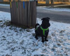 Porzucony w Poznaniu pies/Facebook @Zaginione Znalezione Zwierzęta Poznań Wielkopolska