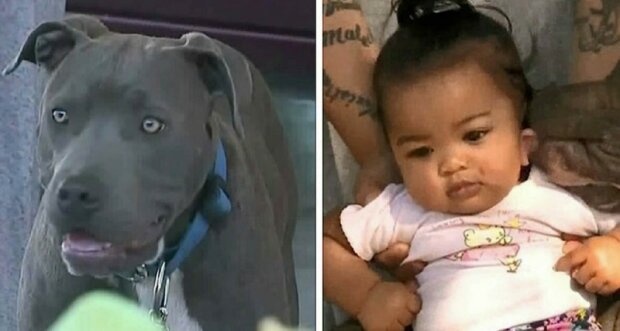 Pitbull złapał dziecko i pociągnął za sobą.Ta kobieta nie wie, jak podziękować psu