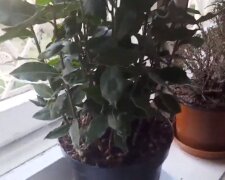 Rośliny na parapecie/YouTube @kamila s.