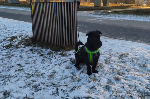 Samotny pies przywiązany do śmietnika w Poznaniu. To, co zrobiła kobieta, wzrusza