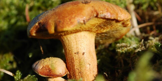 Internauta znalazł podczas grzybobrania niesamowite okazy borowika. Zdjęcia zrobiły furorę w internecie