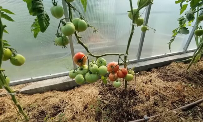 Pomidory/YouTube @DzieńZżyciaOgrodnikaAmatora