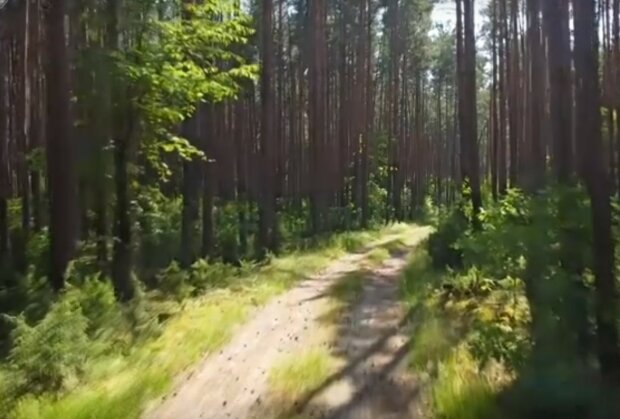 lasy / YouTube: Nadleśnictwo Łomża