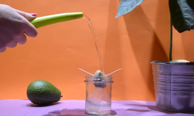 Awokado. Źródło: Youtube Make Your Life Greener