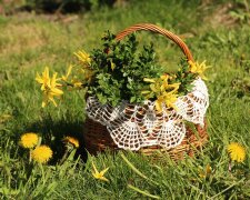 Jakie prognozy na wiosnę?/Pixabay