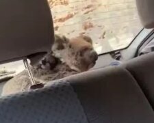 Niezwykłe nagranie z akcji ratunkowej koali w Australii. Dwóch nastolatków wykazało się nie lada odwagą