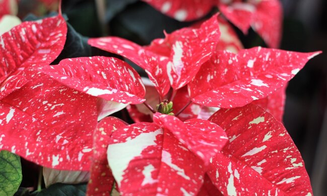 Gwiazda Betlejemska/Pixabay