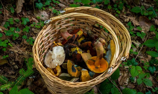 Takich grzybów nie wkładaj do koszyka. Nawet po obróbce mogą zaszkodzić