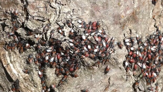 Skupieniec lipowy, screen Youtube @romangola7236