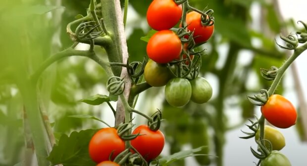 Pomidory, źródło: YouTube/Epic Gardening