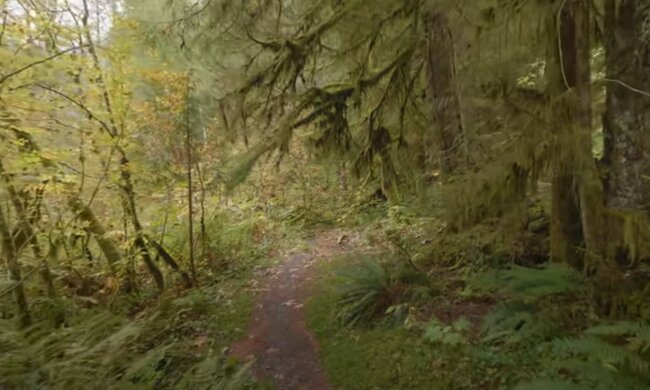 źródło: YouTube/ForestNews