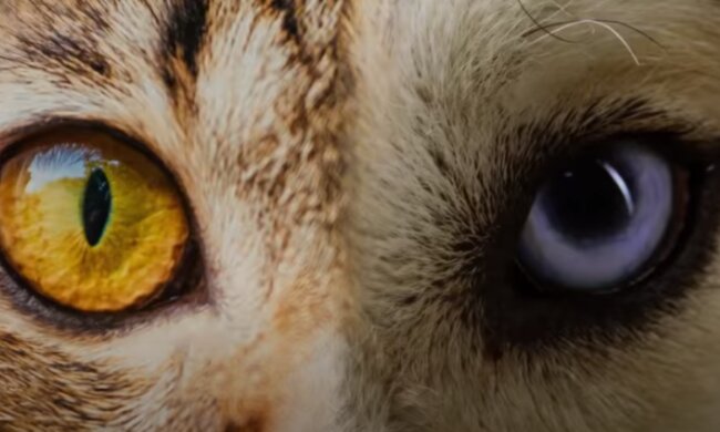 Oczy zwierząt/YouTube @Fakt