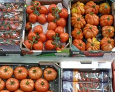 Pomidory. Źródło: warzywa.pl