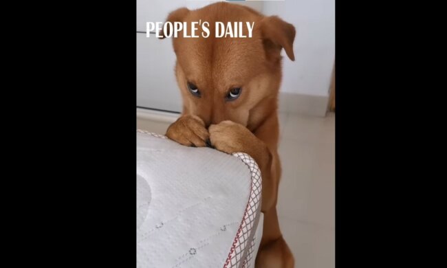 pies, screen Youtube @PeoplesDaily