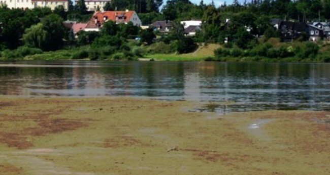 W jednej z polskich rzek złapano 2,5 metrowe stworzenie. Zdjęcia zapierają dech w piersiach