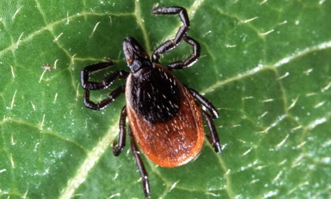 Kleszcze są niebezpieczne!/screen Pixabay