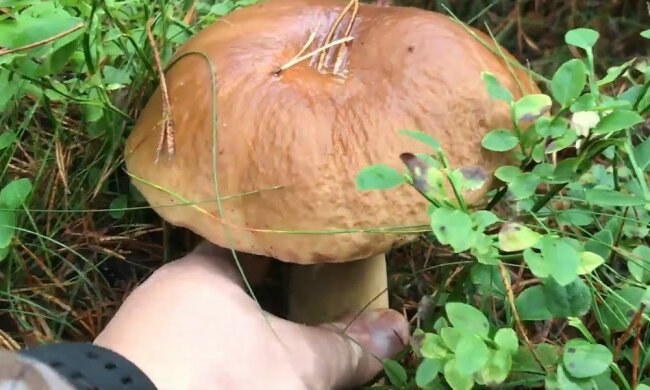 Grzybobranie/screen Youtube @Dawid Borzestowski,